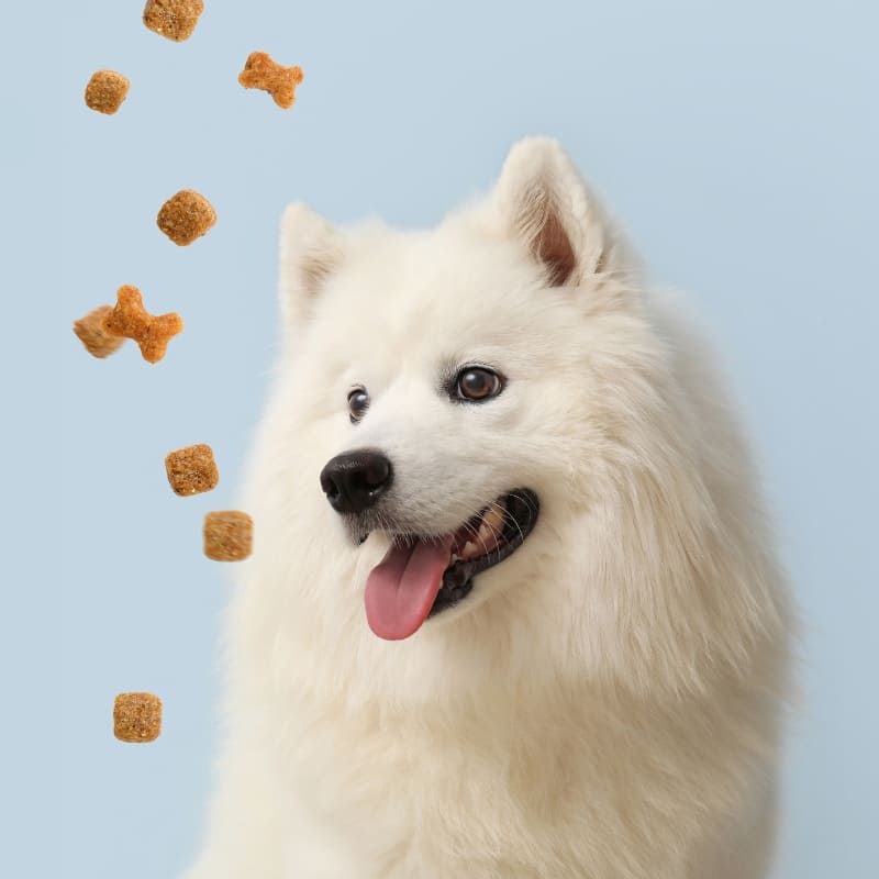 Cane - alimentazione