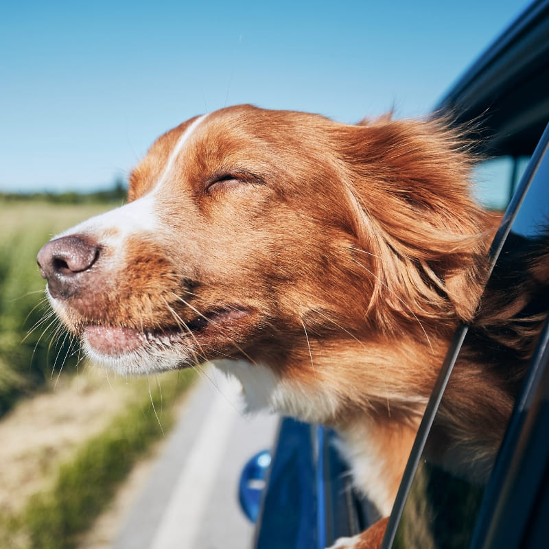 Cane - viaggio