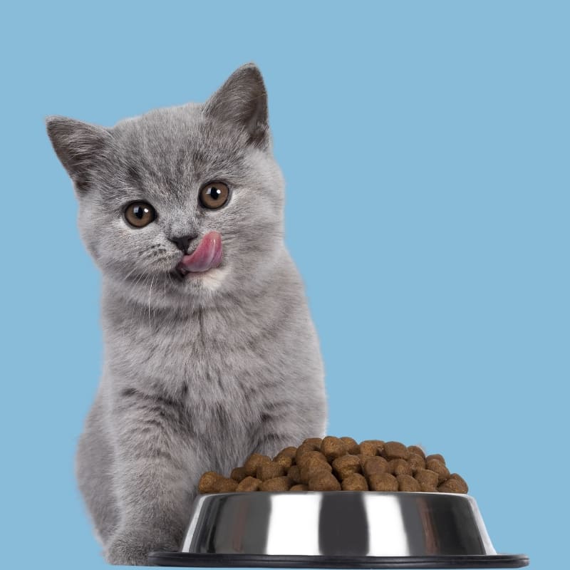 Gatto - alimentazione