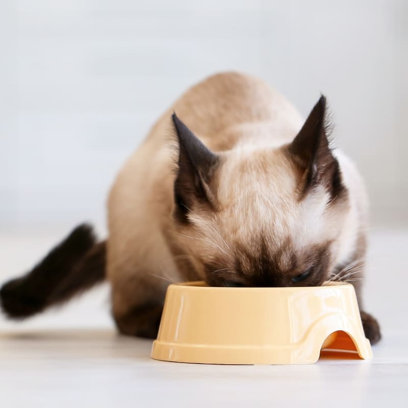 Gatto - contenitori cibo