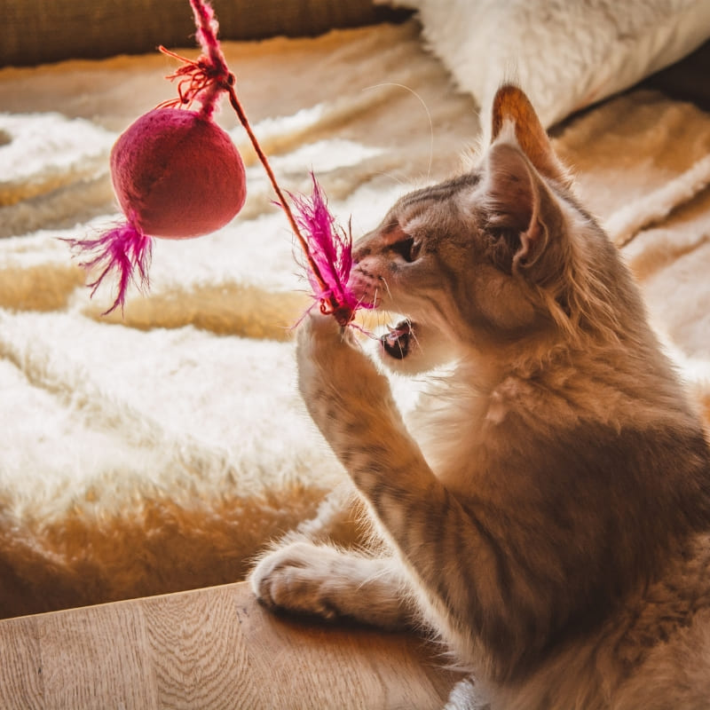 Gatto - giochi
