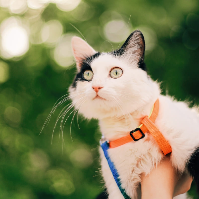 Gatto - guinzaglieria