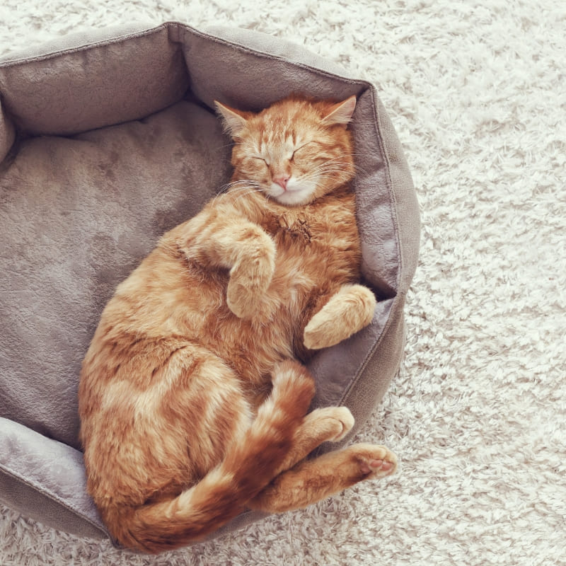 Gatto - nanna