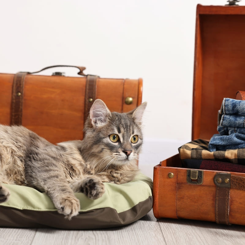 Gatto - viaggio
